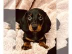 Dachshund PUPPY FOR SALE ADN-611011 - Miniature dachshund puppy