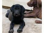 Labrador Retriever PUPPY FOR SALE ADN-611333 - Labrador Retriever puppies