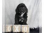 Poodle (Toy) PUPPY FOR SALE ADN-611179 - Adorable AKC Toy and Mini Poodle