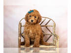 Poodle (Toy) PUPPY FOR SALE ADN-611183 - Adorable AKC Toy and Mini Poodle
