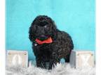 Poodle (Toy) PUPPY FOR SALE ADN-611184 - Adorable AKC Toy and Mini Poodle