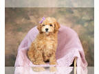 Poodle (Toy) PUPPY FOR SALE ADN-611231 - Adorable Toy and Miniature Poodle