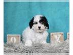 Poodle (Toy) PUPPY FOR SALE ADN-611233 - Adorable Toy and Miniature Poodle