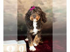 Poodle (Toy) PUPPY FOR SALE ADN-611237 - Adorable Toy and Miniature Poodle