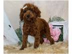 Poodle (Toy) PUPPY FOR SALE ADN-611239 - Adorable Toy and Miniature Poodle
