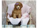 Poodle (Toy) PUPPY FOR SALE ADN-611241 - Adorable Toy and Miniature Poodle