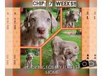 Great Dane PUPPY FOR SALE ADN-611412 - Great Dane Puppies