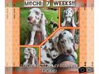 Great Dane PUPPY FOR SALE ADN-611415 - Great Dane Puppies