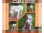 Great Dane PUPPY FOR SALE ADN-611416 - Great Dane Puppies