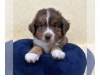 Miniature American Shepherd Puppy For Sale In PLATTE CITY Missouri 64079 US
Nickname Beau 
Playful Red Tri Mini He Is The Big Boy Of The Litter