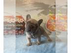 French Bulldog PUPPY FOR SALE ADN-611409 - Frenchie puppies