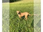 Catahoula Leopard Dog-Labrador Retriever Mix DOG FOR ADOPTION ADN-611068 - Lab