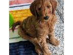 Goldendoodle Puppy for sale in Greenwood, LA, USA
