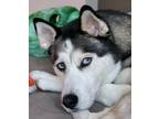 Adopt Buddy a Tricolor (Tan/Brown & Black & White) Husky / Mixed dog in Severna