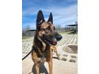 Adopt Rocky a Black - with Tan, Yellow or Fawn Belgian Malinois / Mixed dog in