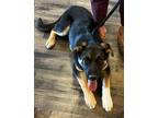 Adopt King a Tricolor (Tan/Brown & Black & White) German Shepherd Dog / Mixed