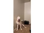 Adopt Tiberius (Tye) a White Dogo Argentino / Mixed dog in Arvada, CO (38194503)