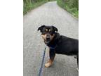 Adopt Hunter a Rottweiler / Mixed dog in Kelowna, BC (38191812)