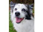 Adopt Fluff a Black Pomeranian / Australian Shepherd / Mixed dog in Blackwood