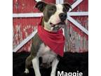 Adopt Maggie a Pit Bull Terrier