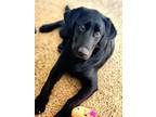Adopt Lola COMING SOON a Black Labrador Retriever