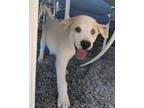 Adopt Rapunzel SAT Gretel and the Fairy Tails a Great Pyrenees