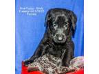 Adopt Bria Puppies - Female a German Shepherd Dog, Labrador Retriever