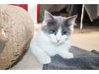 Adopt Frosted Flakes a Domestic Medium Hair