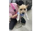 Adopt Isadora a Terrier, Mixed Breed