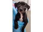 Adopt Como La Flor a Pit Bull Terrier, Mixed Breed