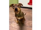 Adopt Adley in NH Adoption Fee Sponsored a German Shepherd Dog, Boxer