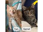 Adopt Yam & Garnet a Domestic Medium Hair