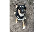 Adopt Laika a German Shepherd Dog, Siberian Husky