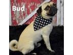 Adopt Bud a Pug