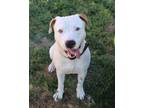 Adopt CHANCE a American Staffordshire Terrier, Mixed Breed