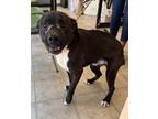Adopt MOSES a Pit Bull Terrier