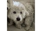 Adopt Esquite a Poodle, Mixed Breed