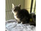Adopt Snickers a Domestic Medium Hair, Tabby