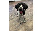Adopt Flash in NH a German Shorthaired Pointer, Beagle