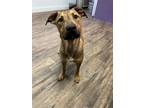 Adopt Avenger in NH Adoption Fee Sponsored! a Boxer, German Shepherd Dog