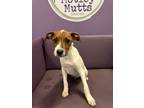 Adopt Typical in NH a Jack Russell Terrier, Cattle Dog