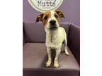 Adopt Thunderdome in NH a Jack Russell Terrier, Cattle Dog