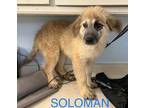 Adopt soloman a Great Pyrenees