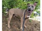 Adopt Eliza a Pit Bull Terrier