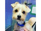 Adopt Chandra a Yorkshire Terrier