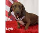Adopt Layla a Basset Hound