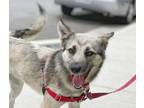 Adopt Freya a German Shepherd Dog, Husky