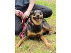 Adopt Betsy a Manchester Terrier
