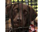 Adopt Charlee a Chocolate Labrador Retriever