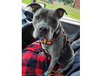 Adopt Pewter a Pit Bull Terrier